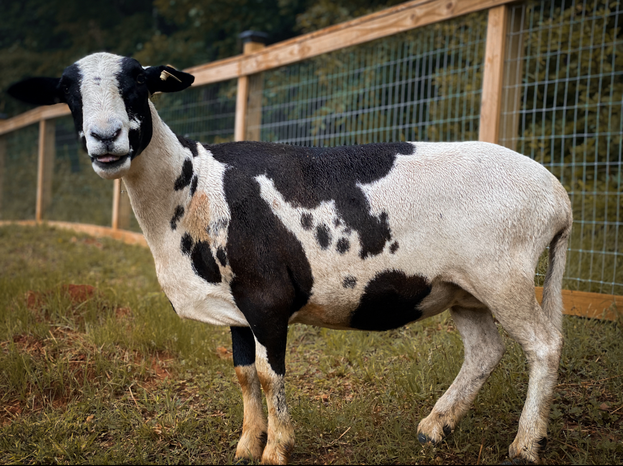 Livestock Show 2.jpg