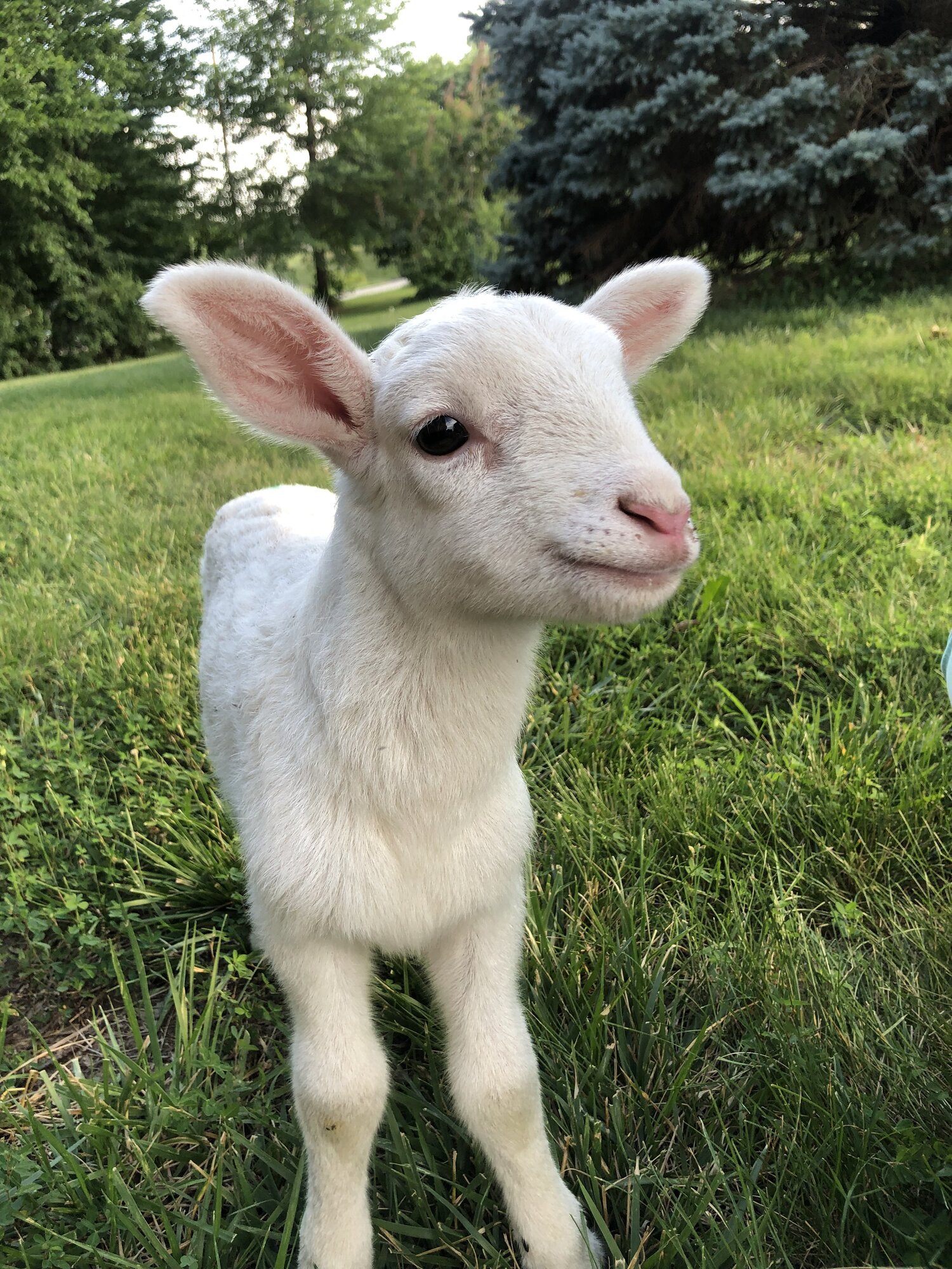 Livestock Show 4.jpg