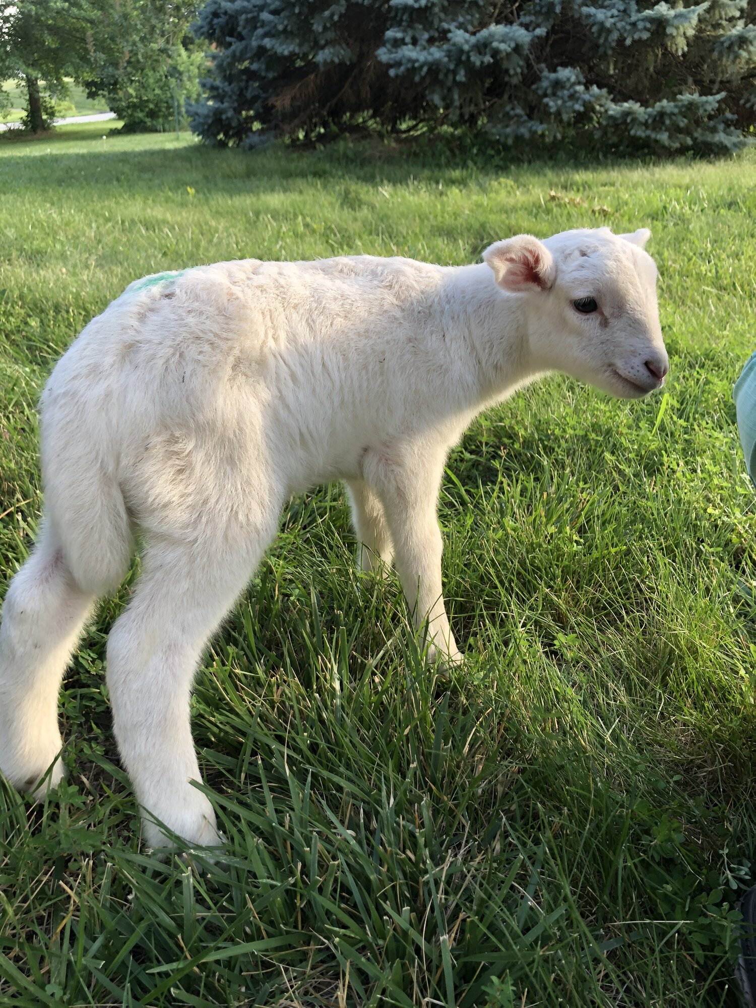 Livestock Show 5.jpg