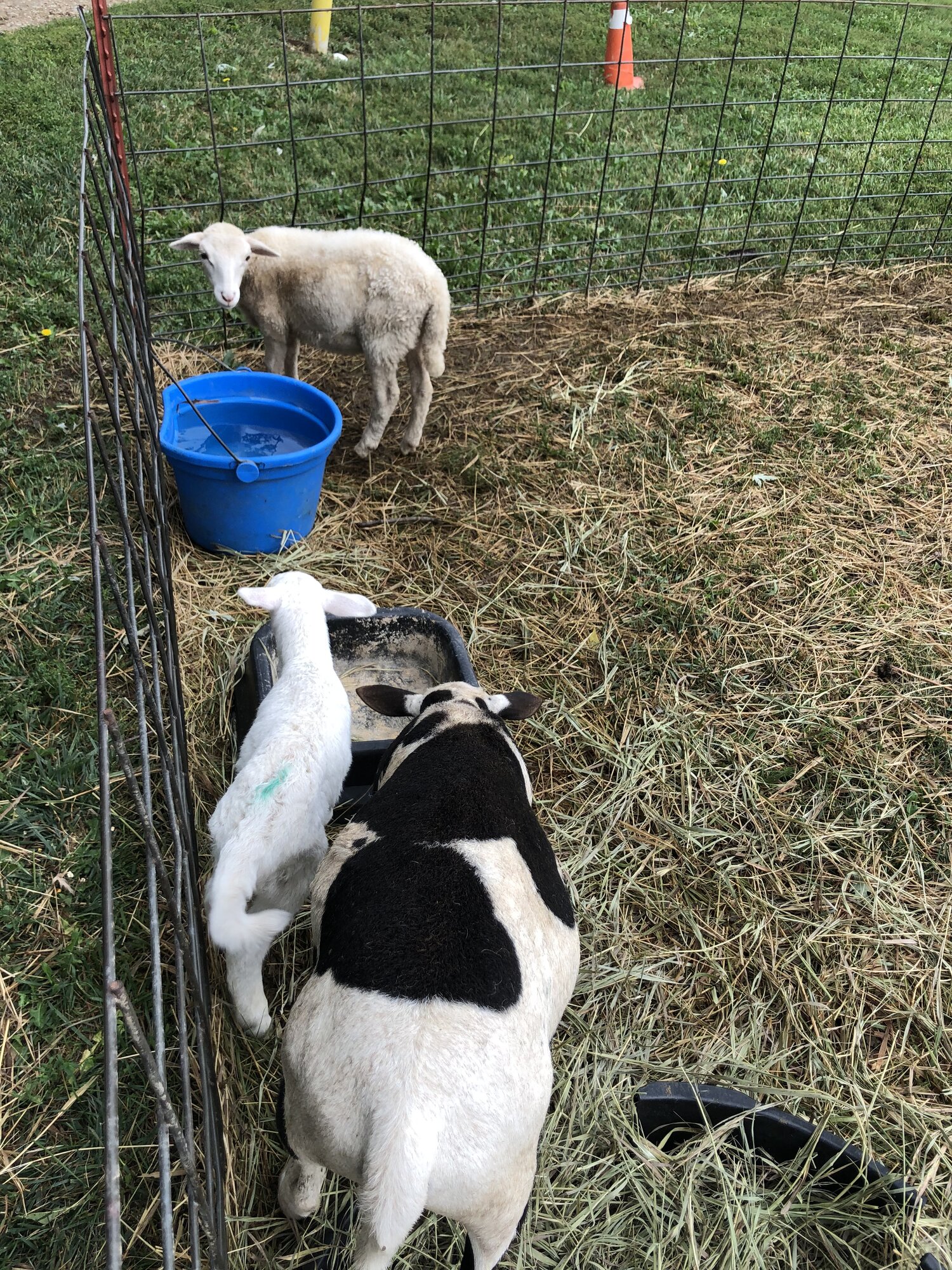 Livestock Show 7.jpg BackYard Chickens Learn How to Raise Chickens