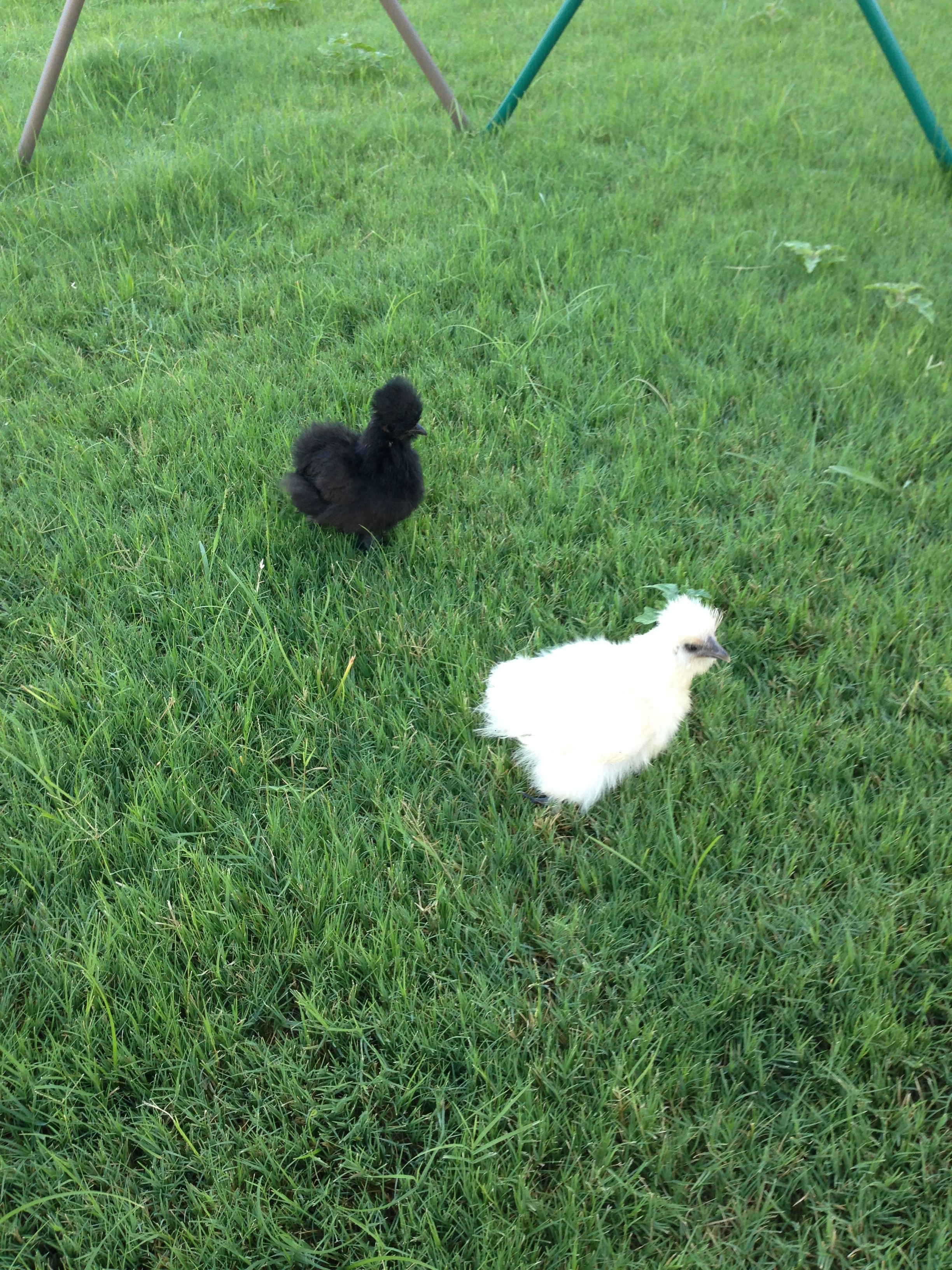 Living in the backyard, city is okay with it... HOA is not.  EEEK.  Just waiting for these little ones to get a little bigger so I can start introducing them to my flock