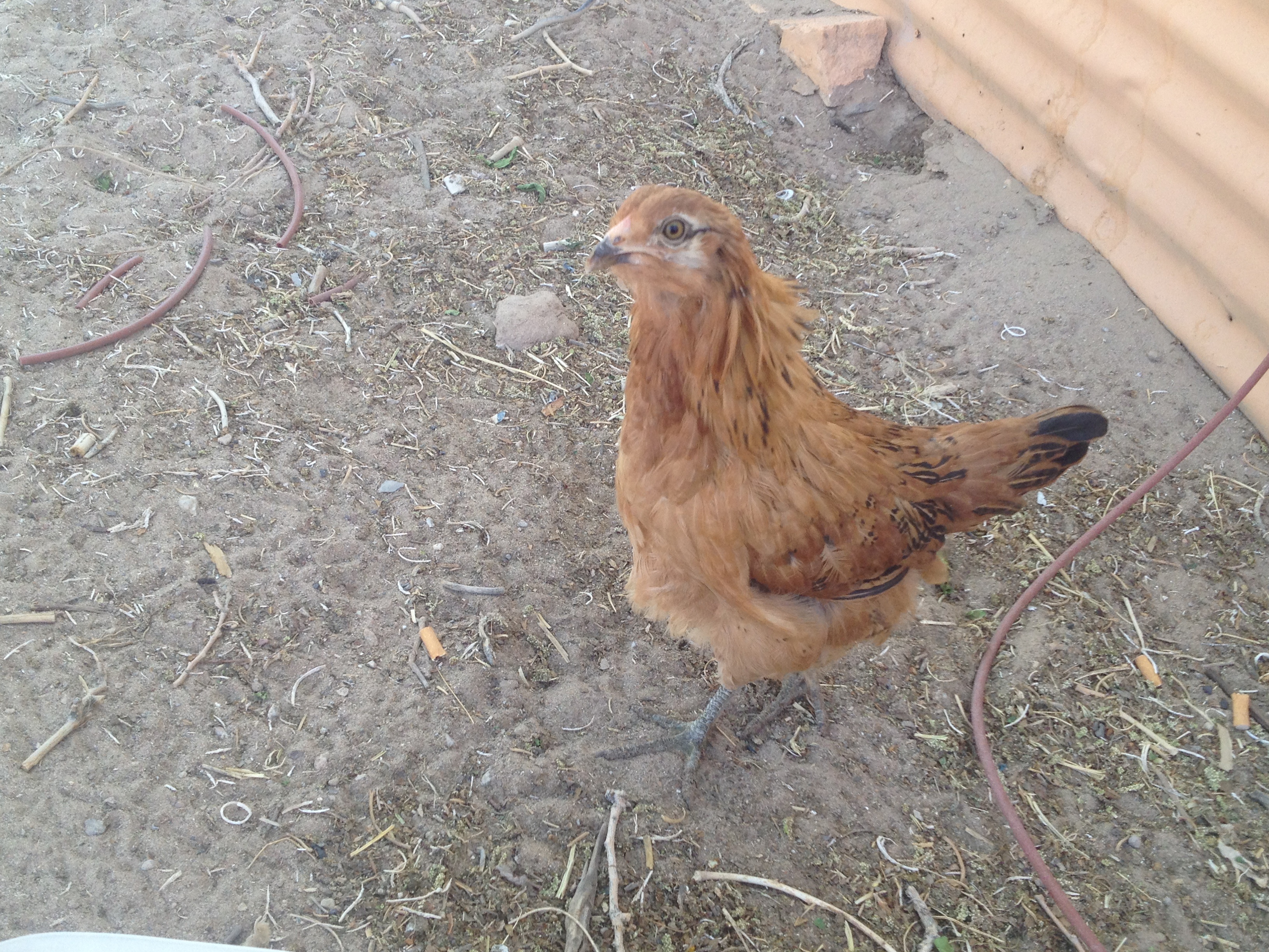 Liz lemon - ameraucana pullet
