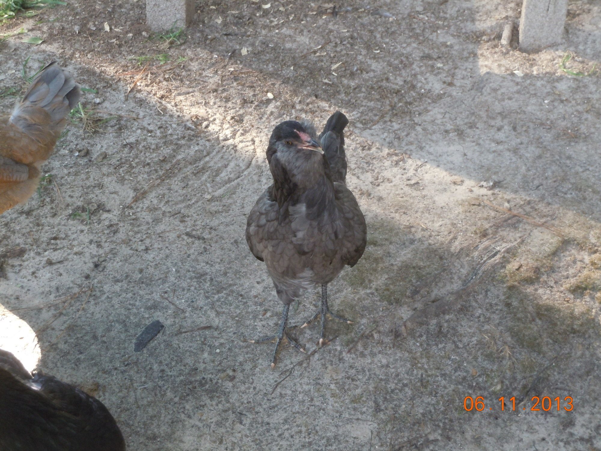 Lizzie, blue Ameracauna @ approx 18 weeks