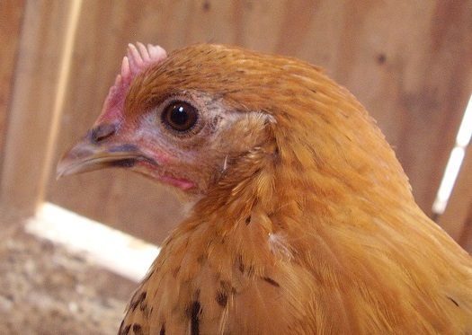 Lizzie (Golden Campine) 8 weeks