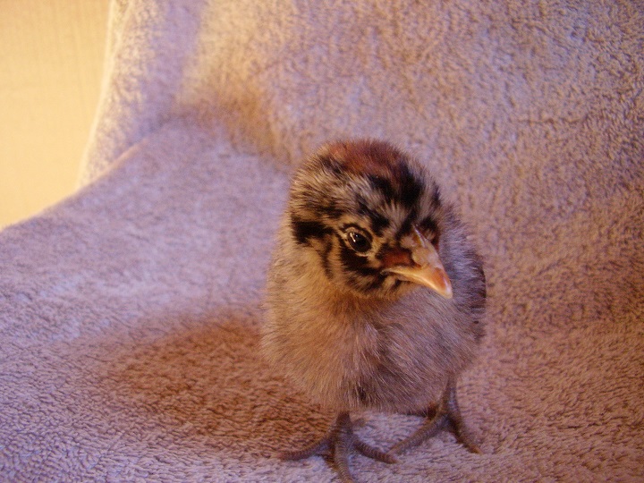 Lizzie - (Golden Campine)
