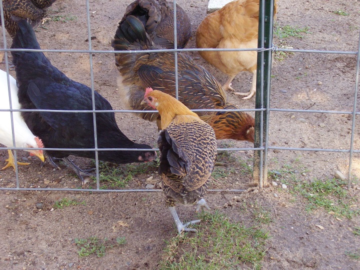 Lizzie, Lilly, and Amber