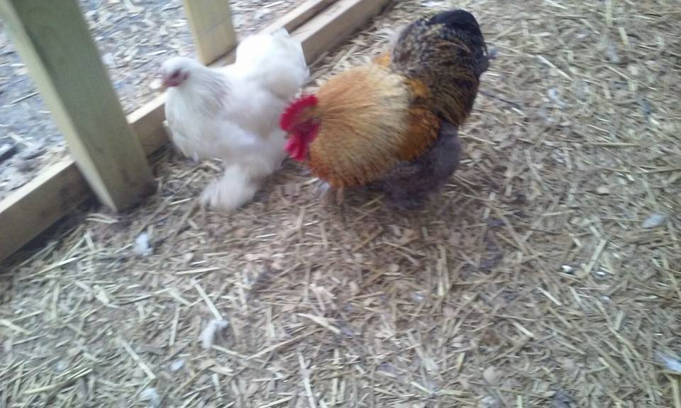 Lizzy and Mack Bantam Cochin