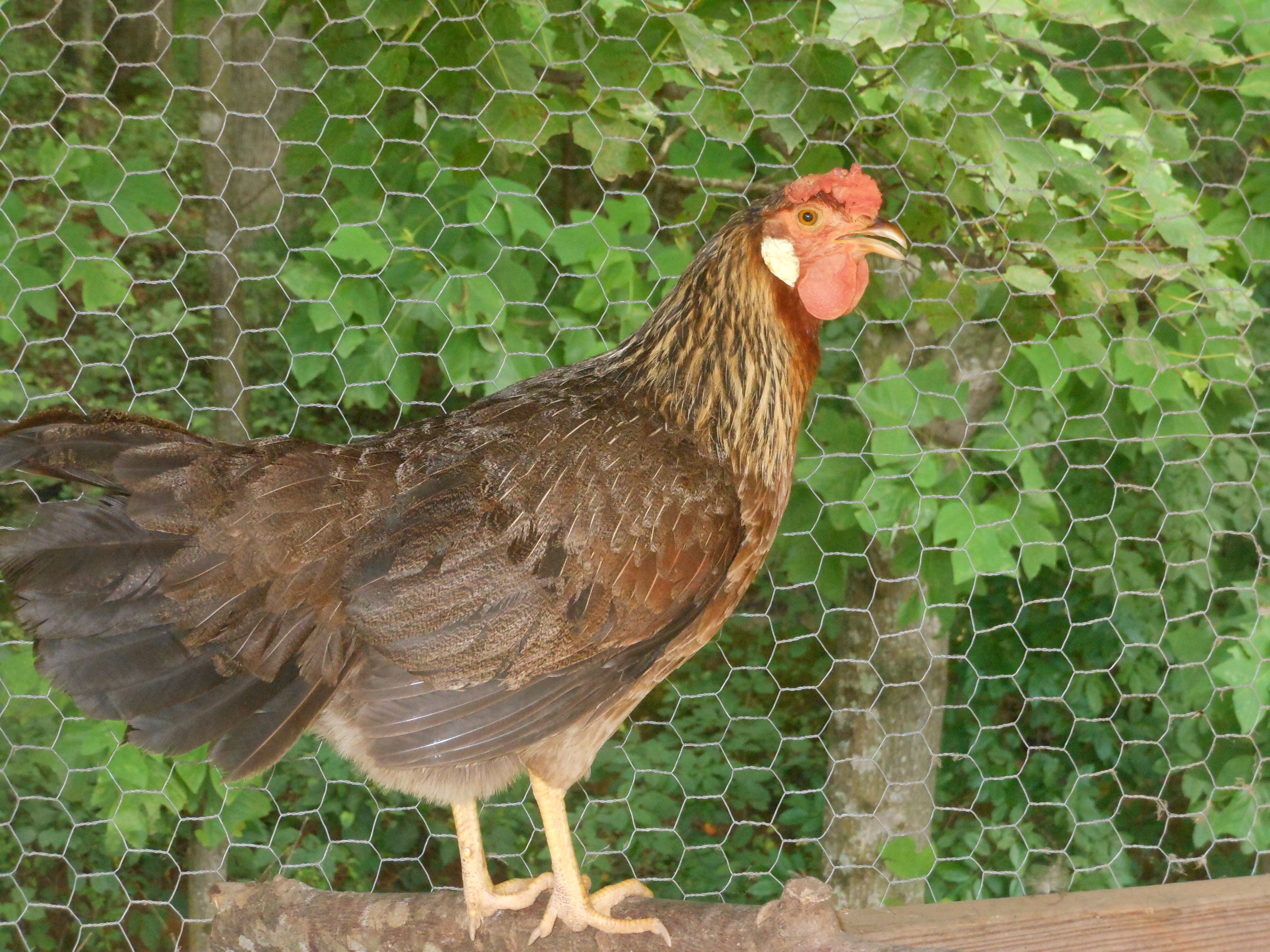 Lizzy the hen