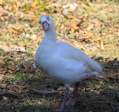 LL