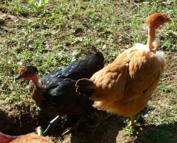 LL
