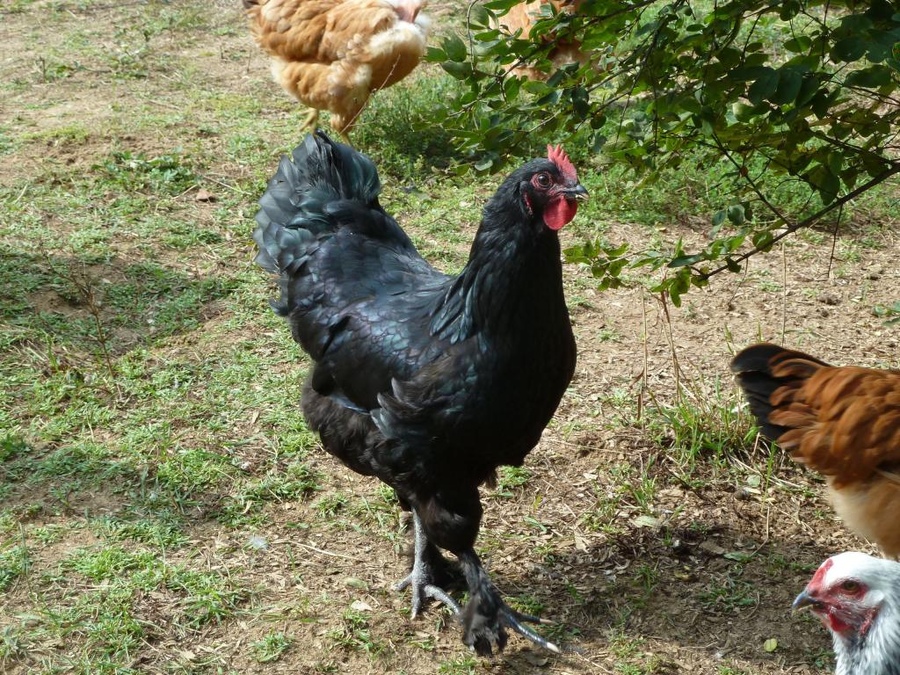 LL