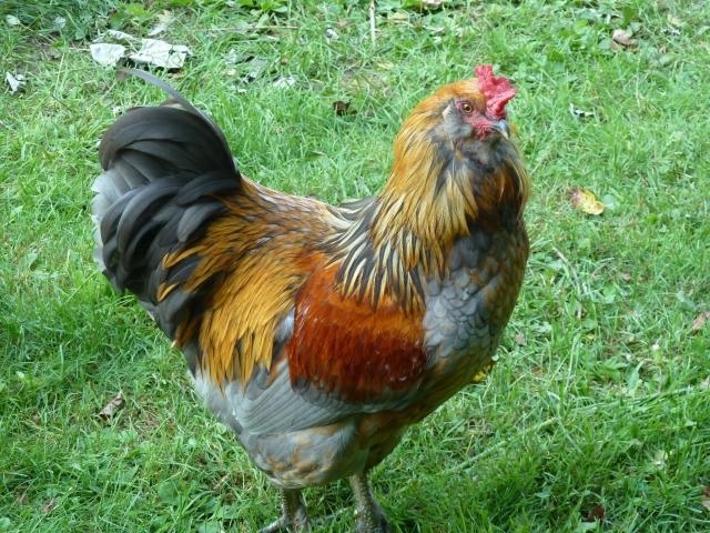 LL