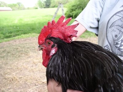 LL