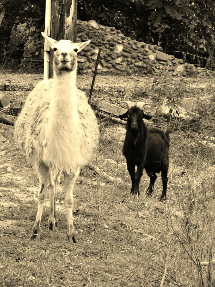 *
llama and fainting goat