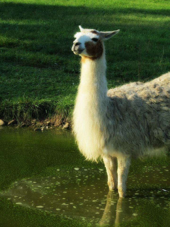 *
llama cooling off.