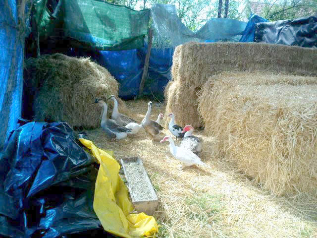 Located next to the horse stall under the open barn, after three days of being "couped up" so they could get used to their new home, like the chickens in their nearby chicken house, the ducks and chickens now have freedom to roam 2 1/2 acres of field from dawn to dusk.