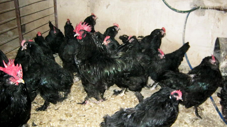 lockal AZERBAIJAN breeds