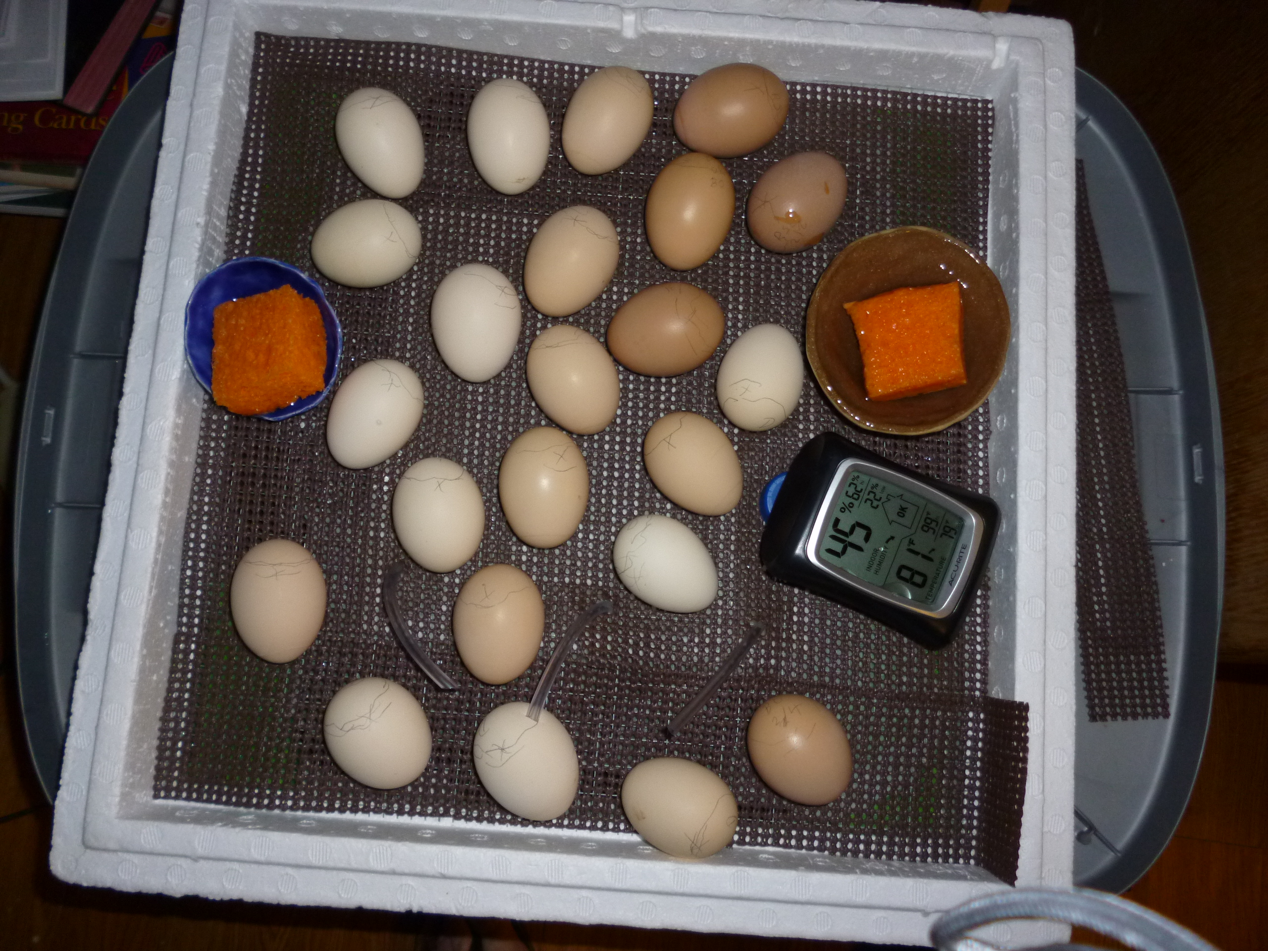 Lockdown on Dorking and Mixed breed eggs