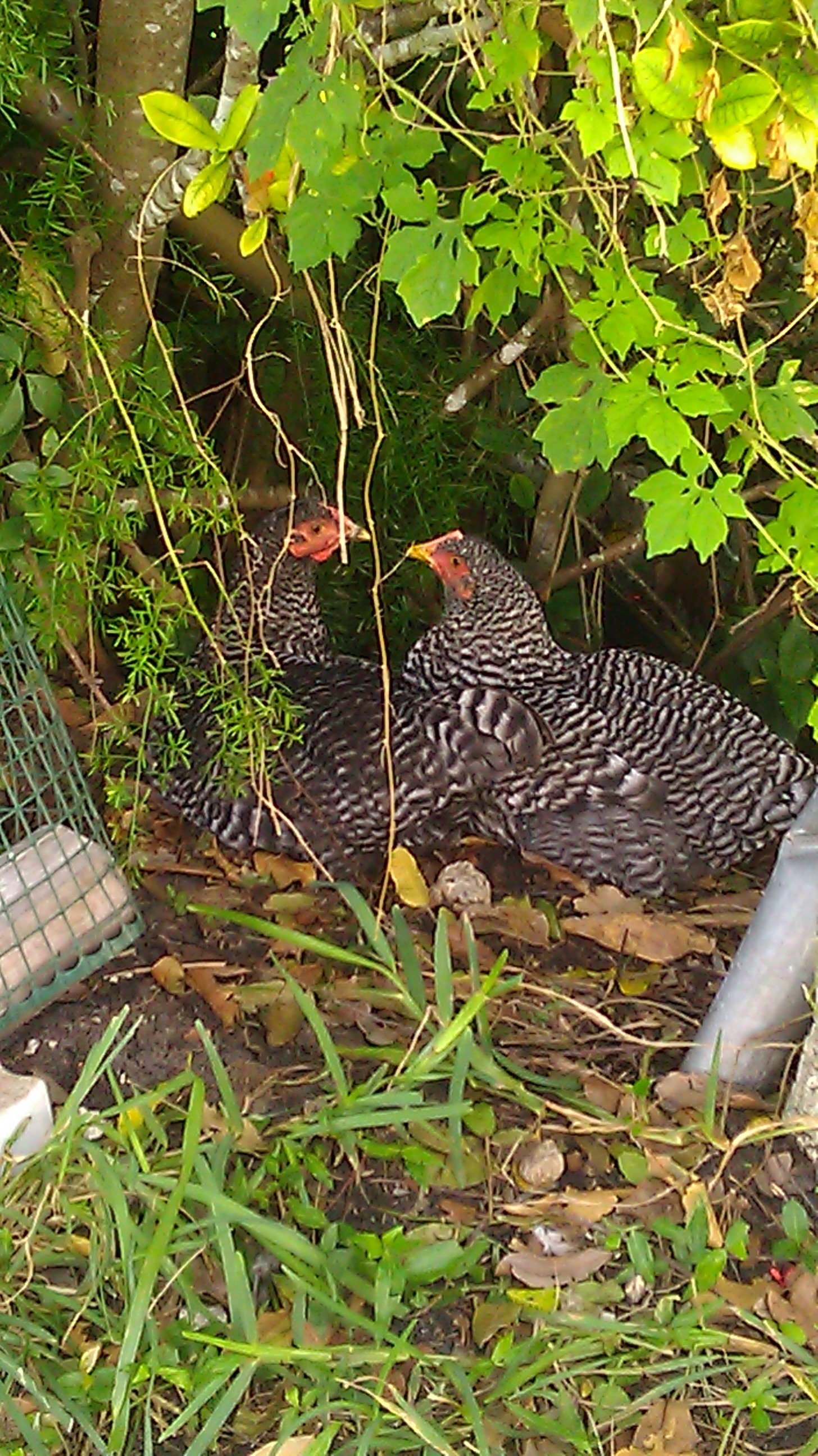 Lois and Dolores, the Dominiques, found a great little chicken hide-a-way
