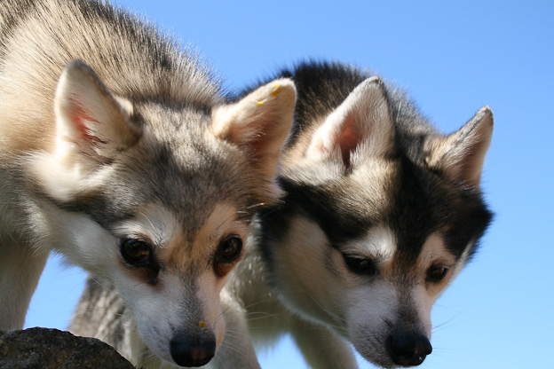 Loke and Anjanka