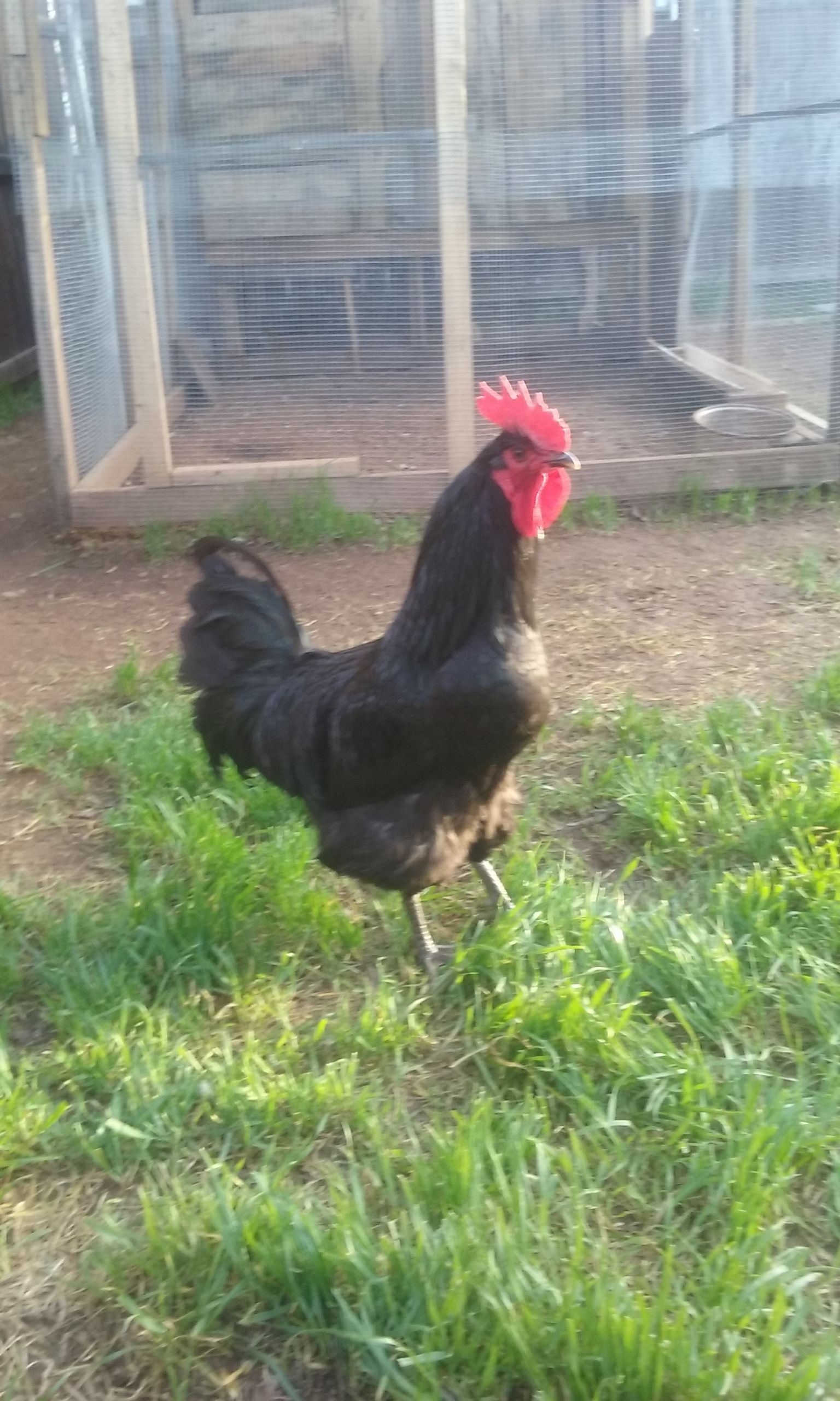 Loki being his gorgeous self, side view of this beautiful Black Jersey Boy.