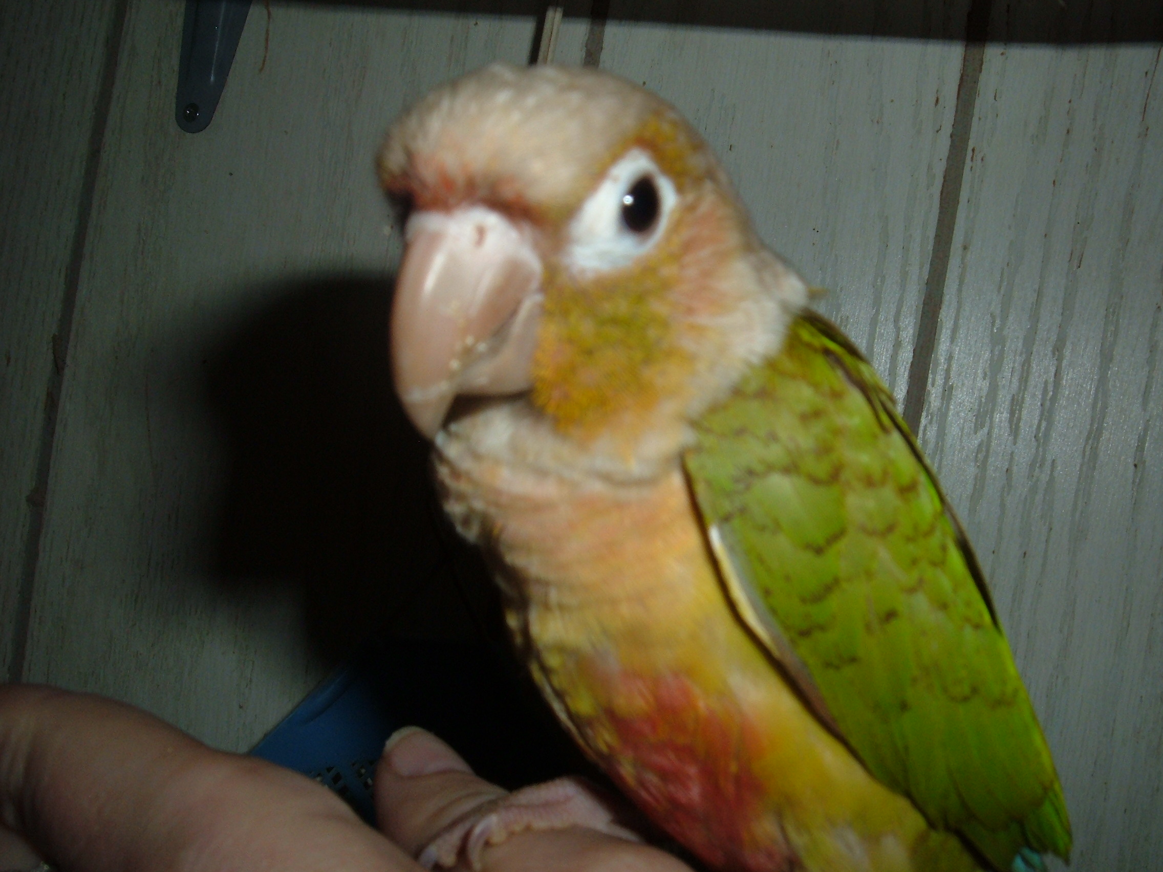 Loki cinnamon green cheek conure mutation