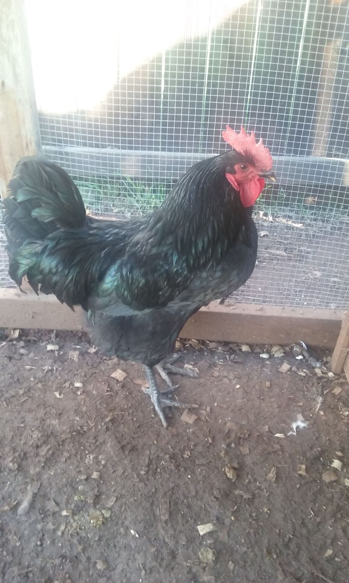 Loki my BJG (Black Jersey Giant) Rooster