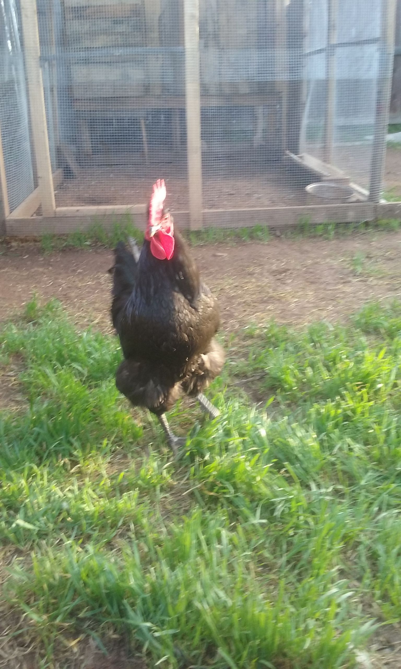 Loki My Black Jersey Giant Rooster  with his striking pose and waddles blowing in the wind.