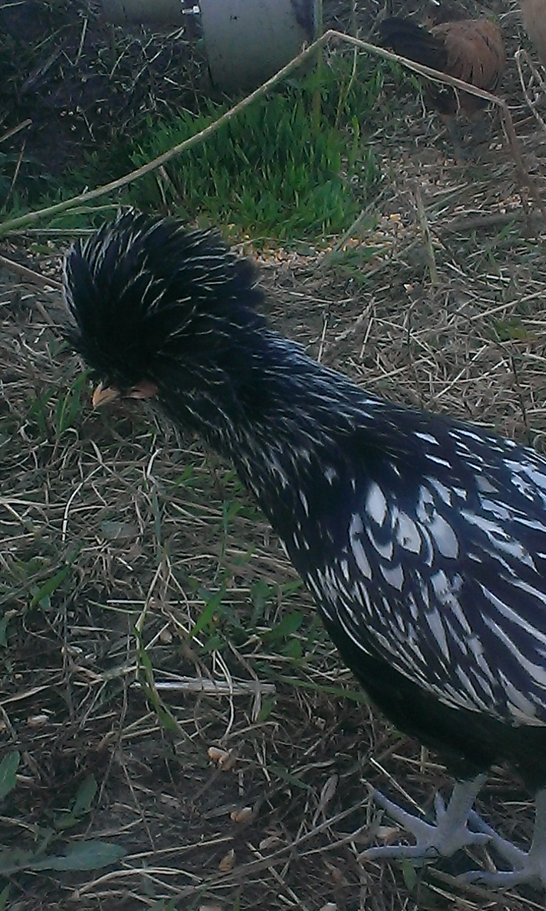 Loki, my silver laced polish roo that was suppose to be a silver sebright! :D