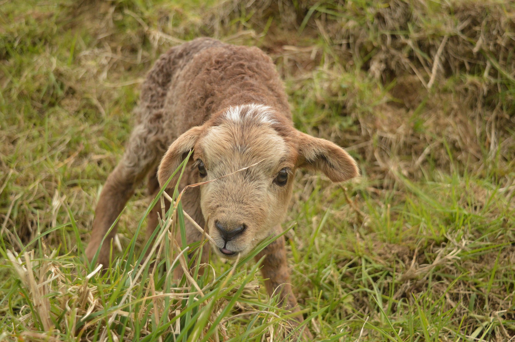 Loki tasting grass.jpg