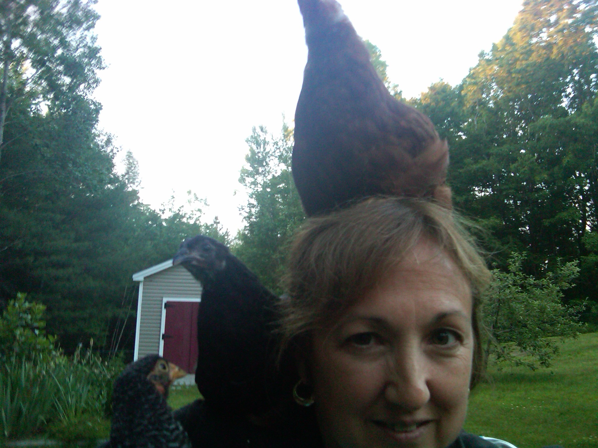 LOL   Chicken head!   That's Ruby (RIR) with Inca (Black Autralorp) on my shoulder and Tinkerbelle on my arm waiting for her turn to jump up.  Bonnie is napping in my arm.