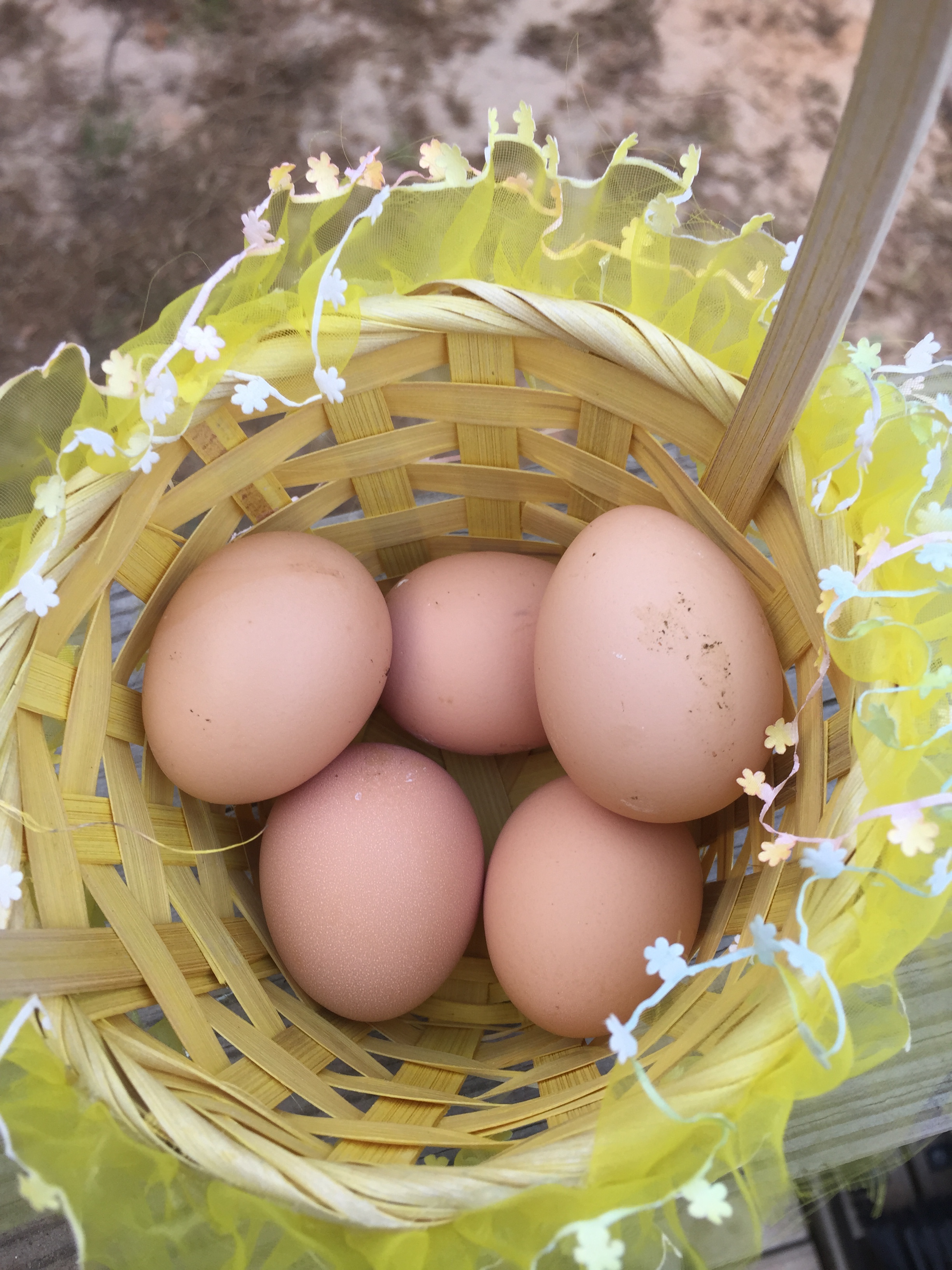 LOL.. My silly wife gathered eggs in a Easter basket. (which I suppose was fitting)
