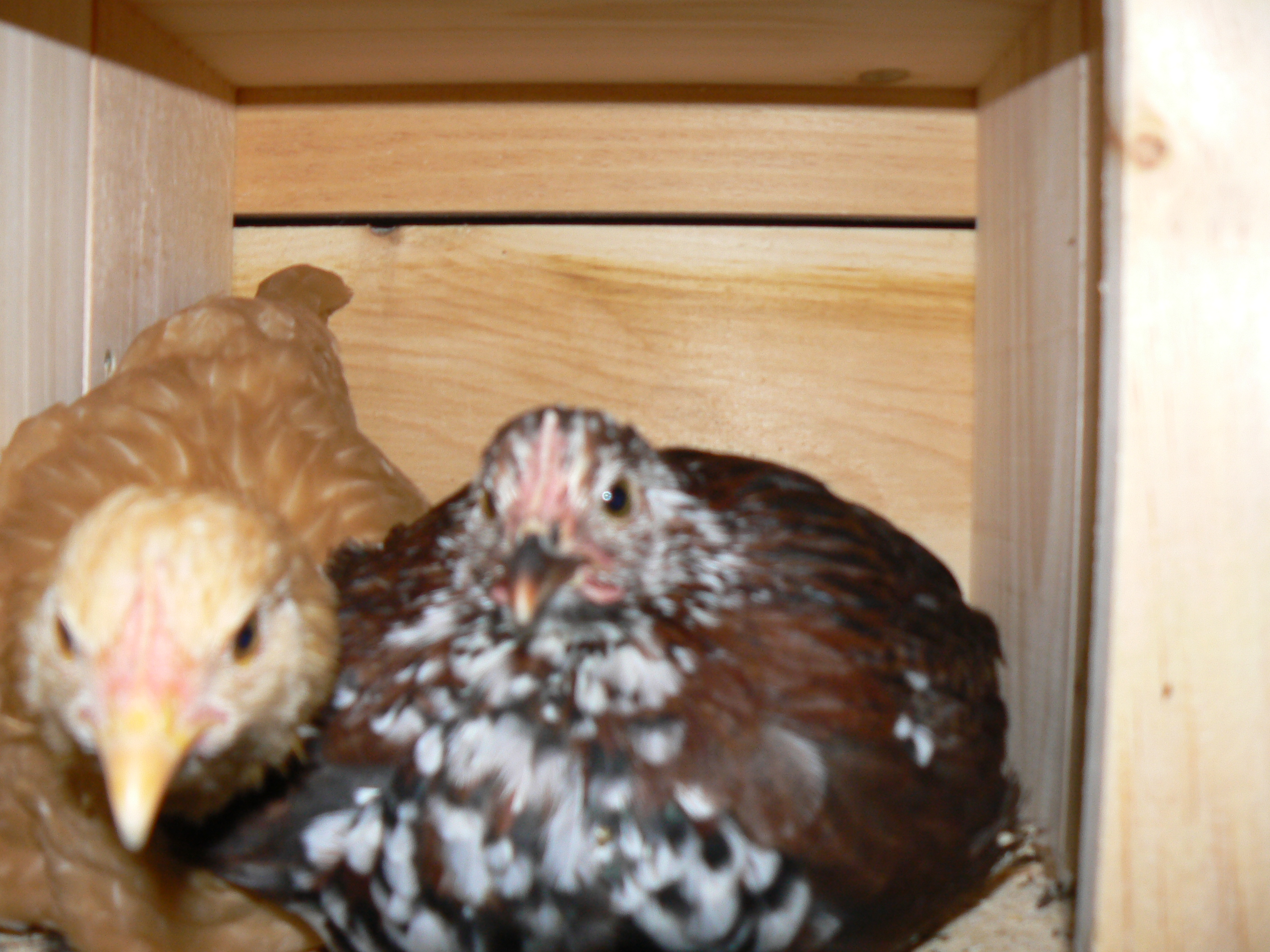 lol :) wishing they could lay eggs :)
