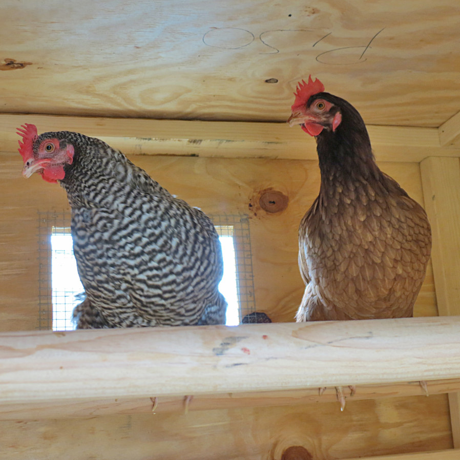 Lola and Ramona
