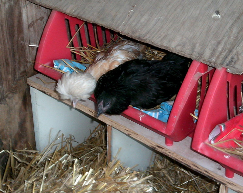 Lola and Roxie hanging out, they are inseparable