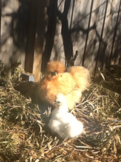 Lola at seven weeks