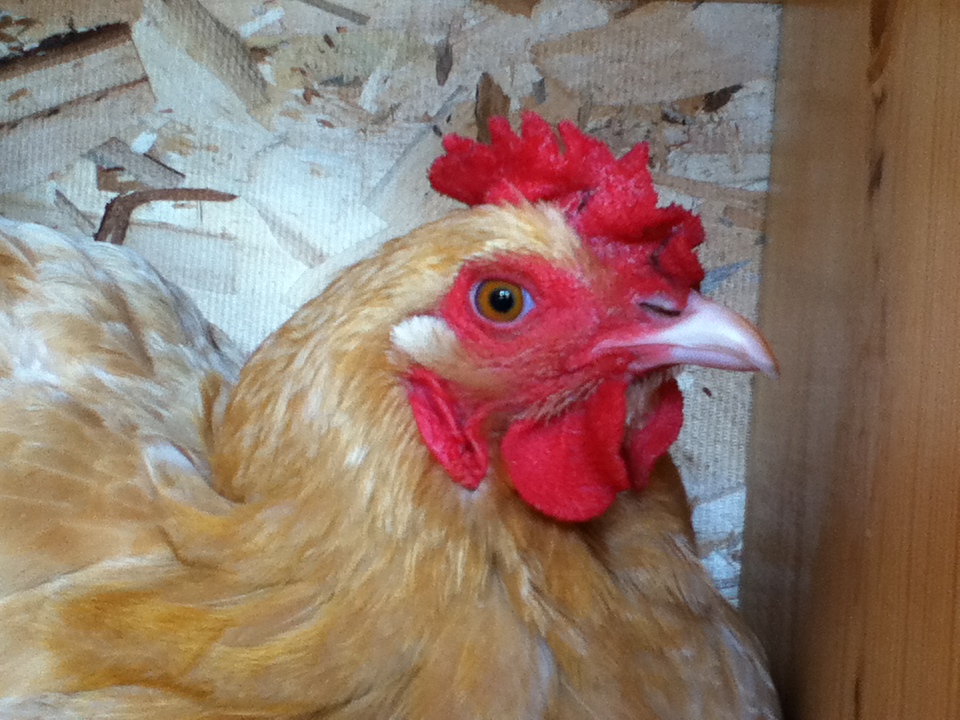 Lola, my Buff Orpington who was not very pleased with me taking her picture while she was busily laying an egg... :)