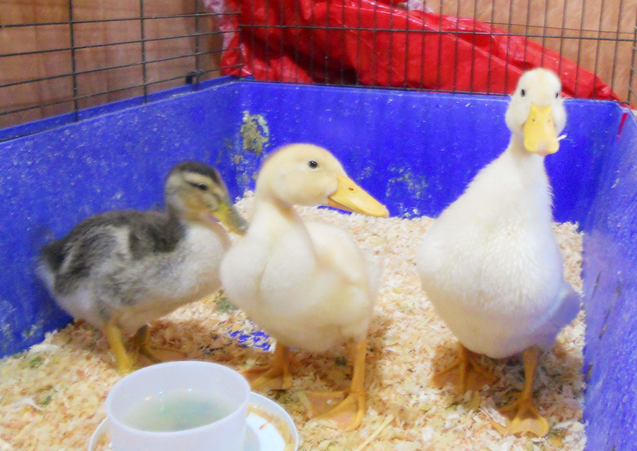 Lola (on left), Gunter and Susie