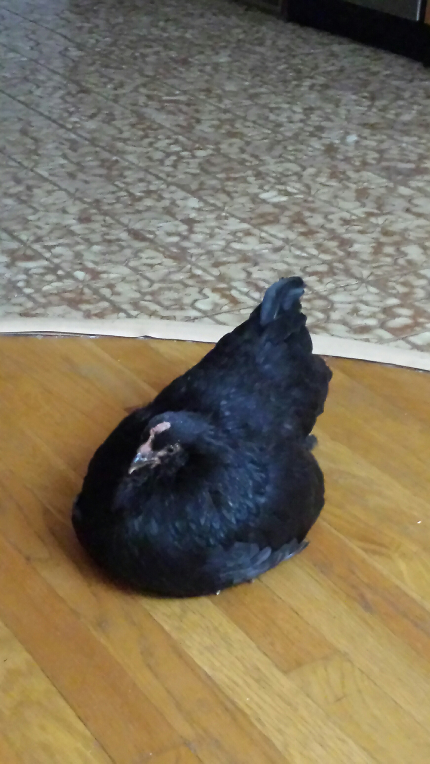Lolita.... she is currently very ill and may not make it.  The vet gave me antibiotics and she is inside the house now for about 2 weeks.  So sweet and chatty.....

Update, Lolita died on December 31.  We sure will miss her!