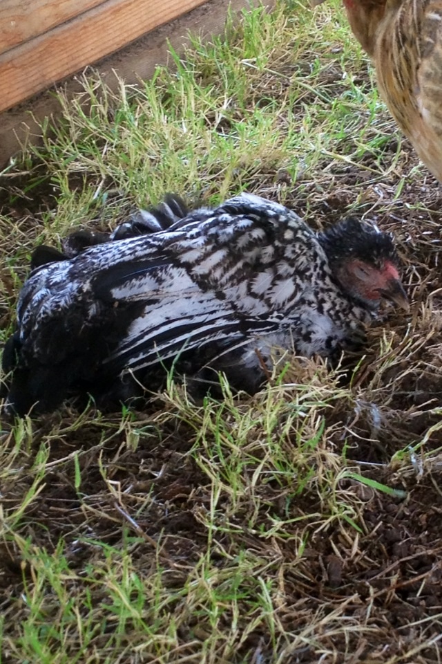 Lollie taking a dust bath.