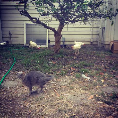 Lolo Kitty with all three ladies, just a few days after the ladies rescue. It's safe to say Lolo is the kitty chicken.