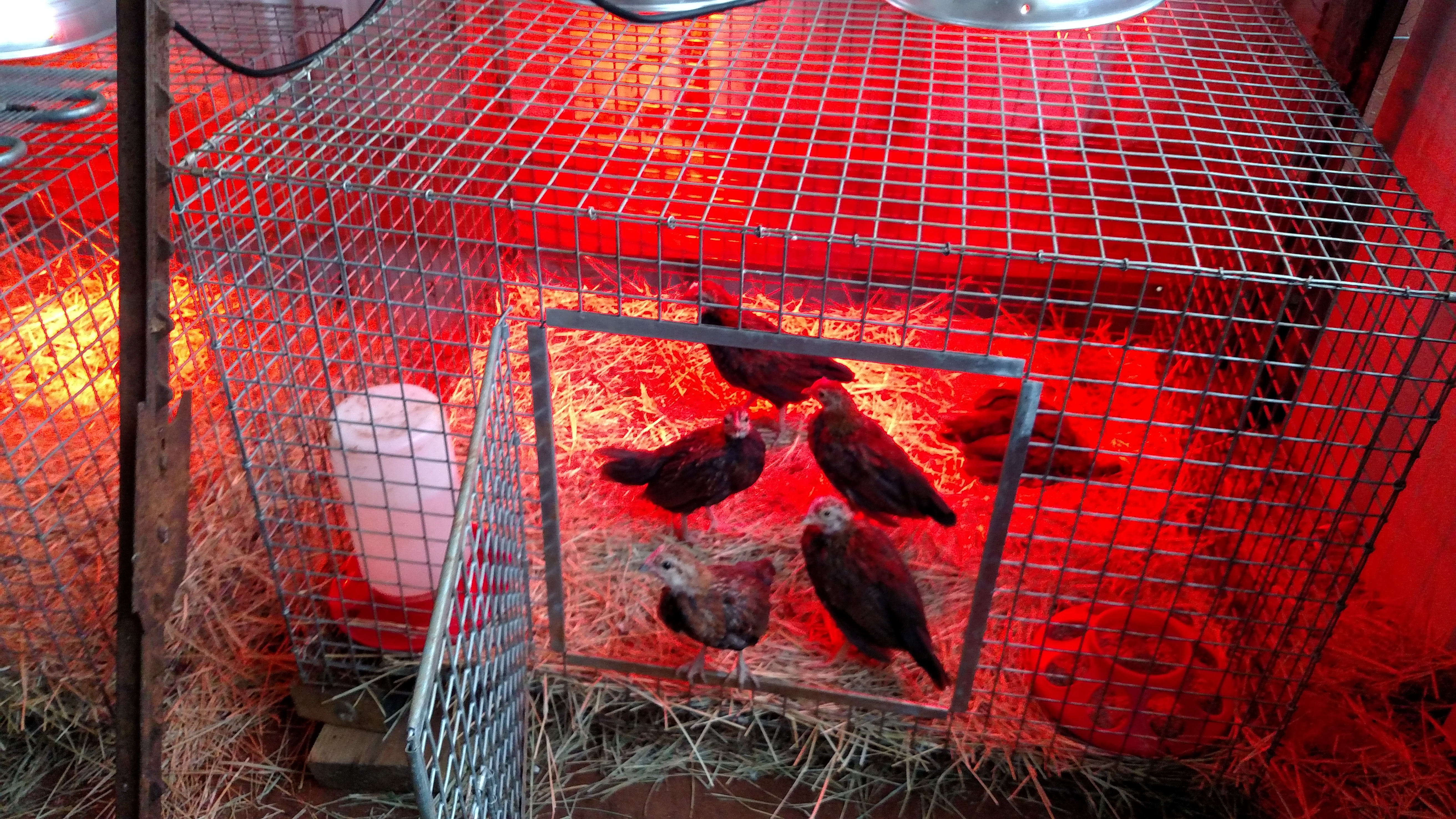 Long story short....I have lots of reading to do on separating and integrating flock.  In less than 5 minutes this morning my rooster went in cage I opened and killed 1 of my pullets from last batch I incubated and hatched.  So now I am onto getting everybody separated until I know lots more.  Priorities change hourly around here.