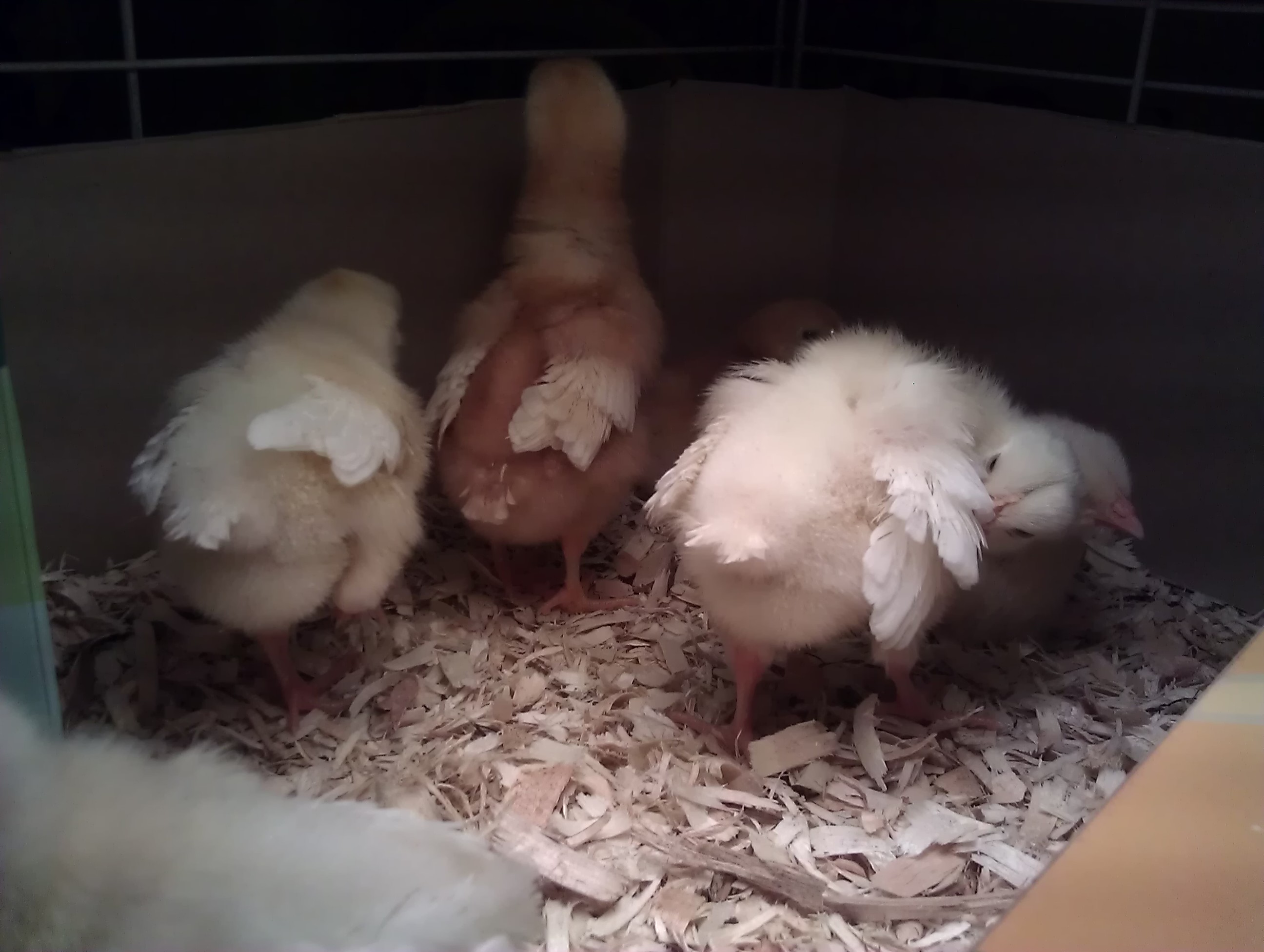 look at all those feathers coming in!
