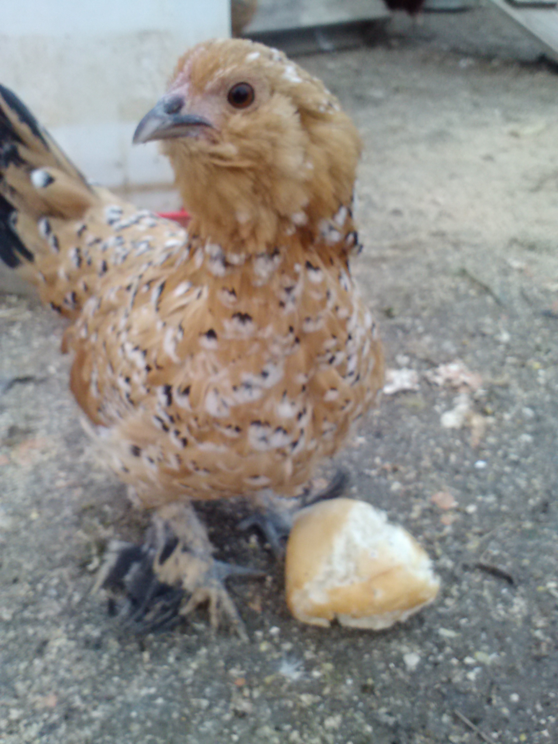 Look at her, standing proud she defended her Butter Roll from a big Easter Egger!