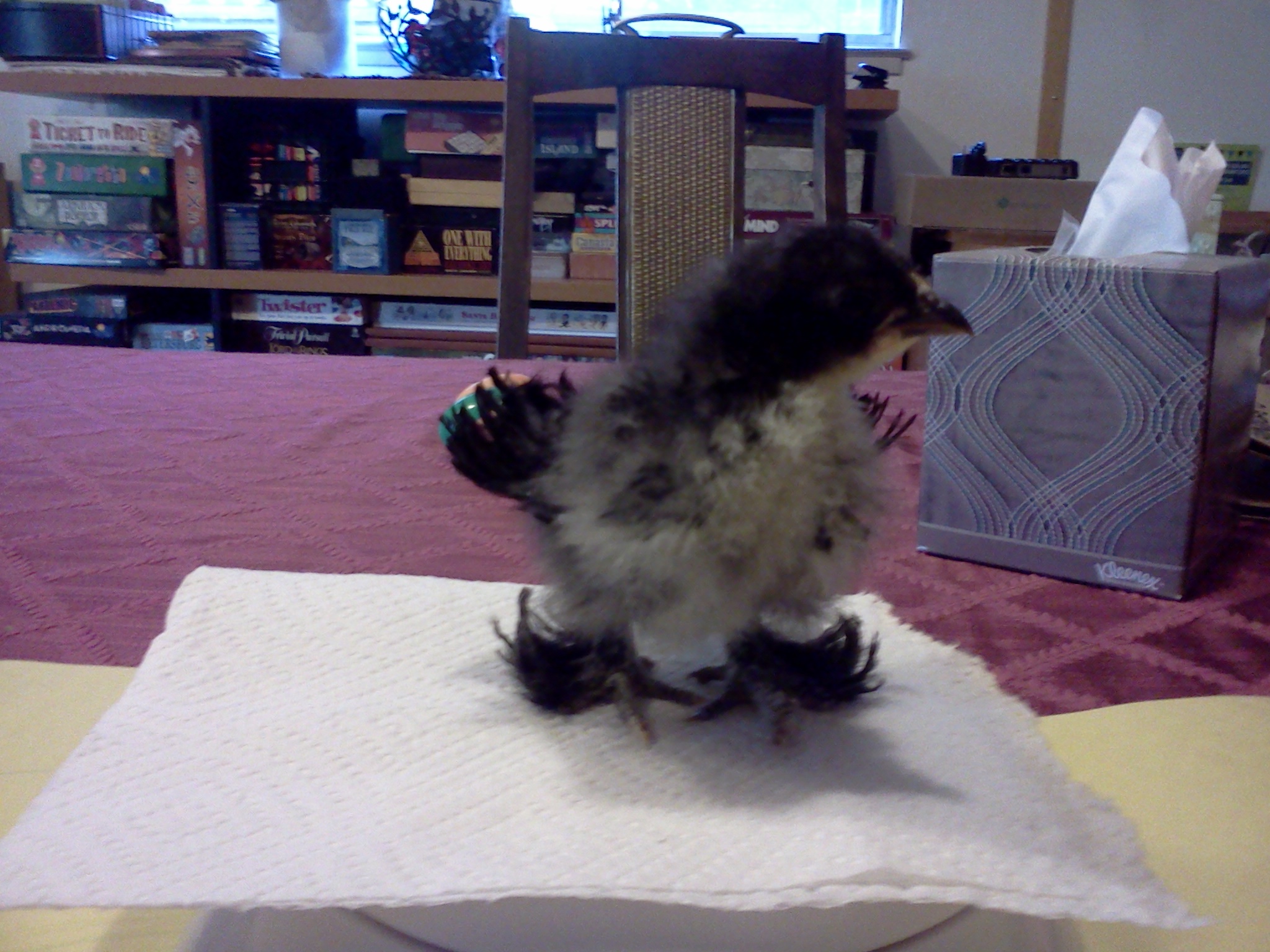 Look at my curly feathers!  Violet.  
18 day old black frizzle cochin bantam.  85 grams.