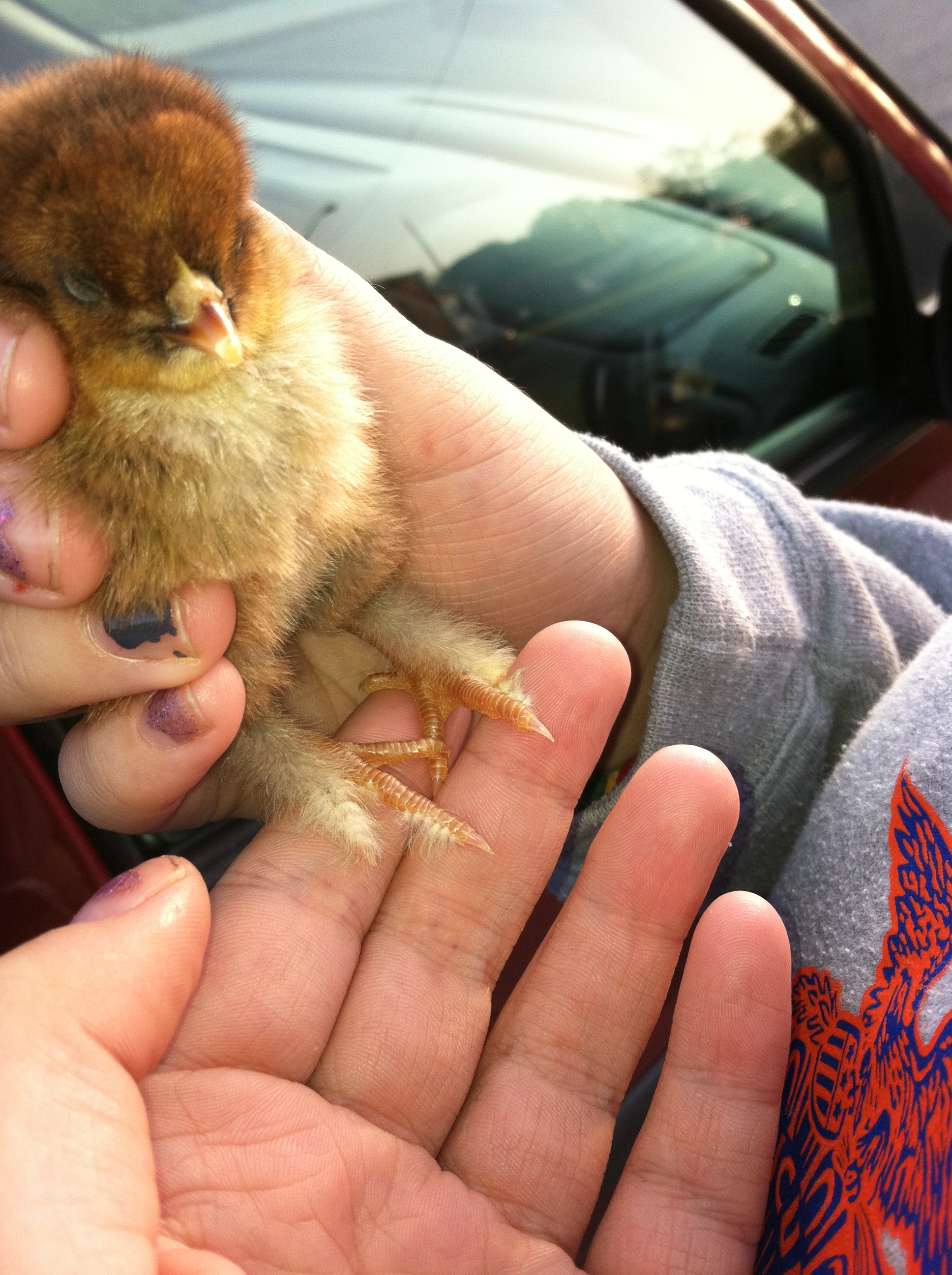 Look at my tiny feathered legs!!