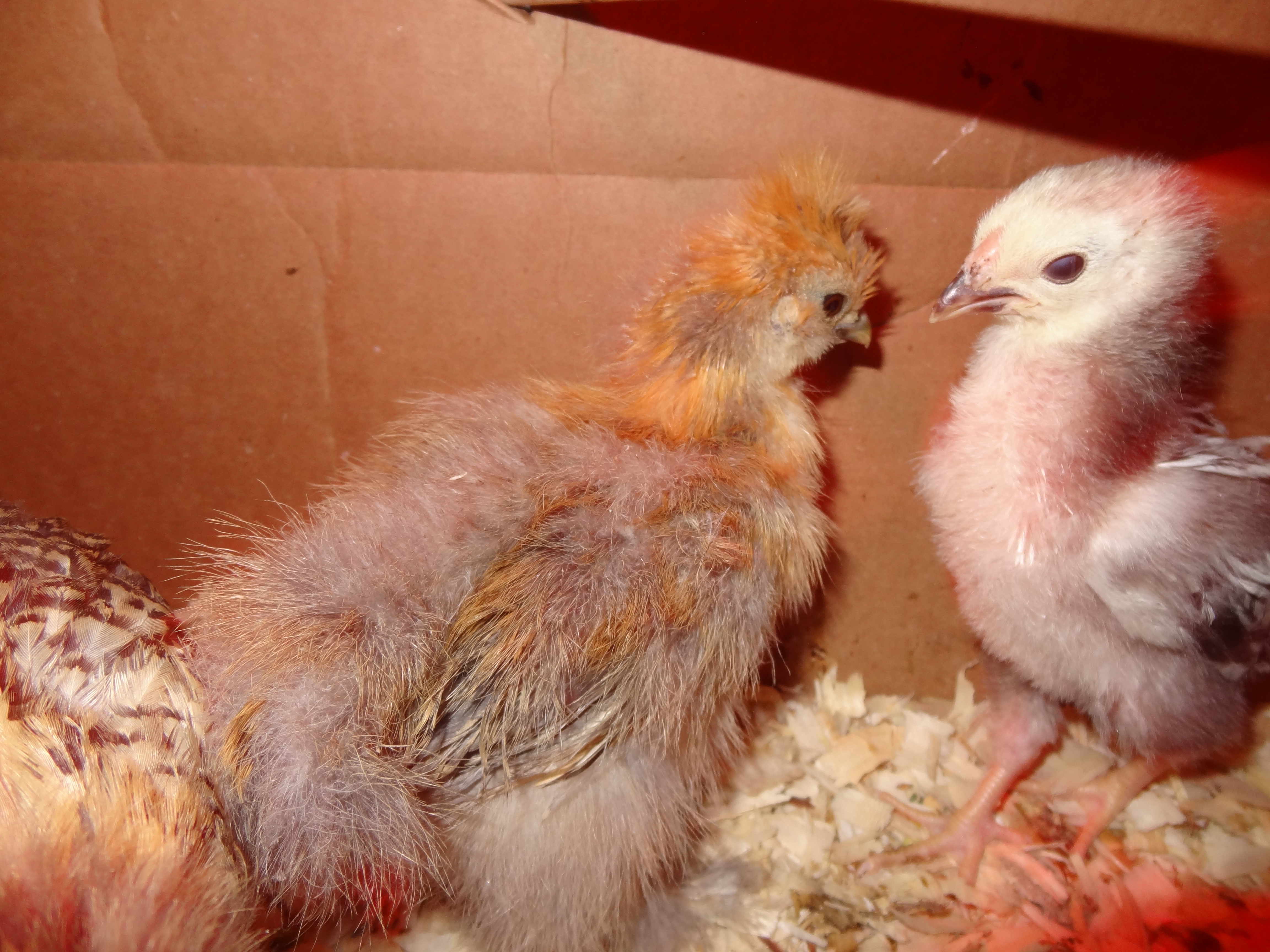 Look at Nuggets coloring...soooo exciting not that I know what color he/she is...haaa