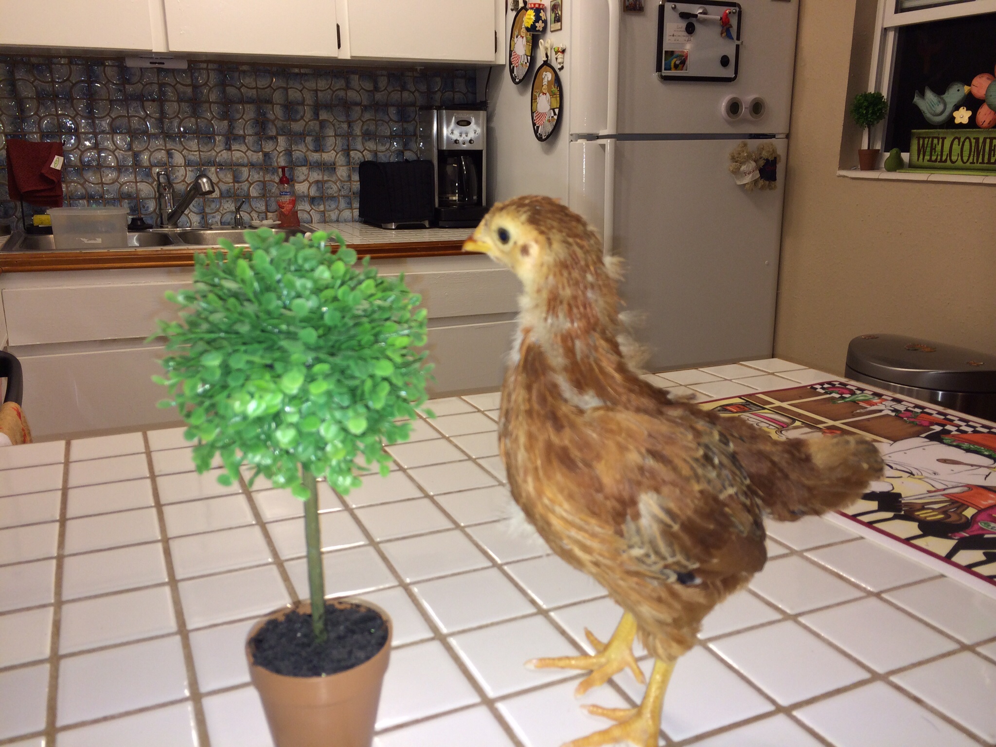 Look at one of the girls at 4 weeks old.