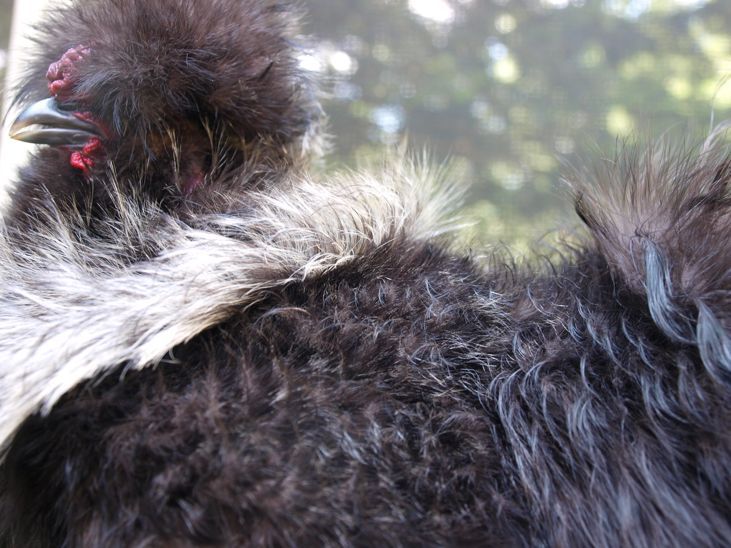 Look at that feathering!
