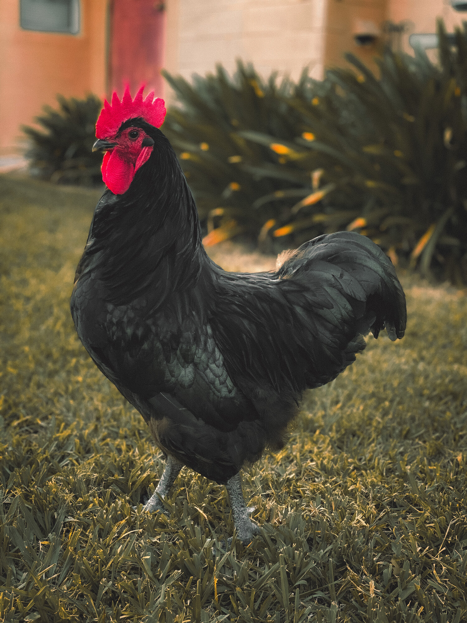 Look at that gorgeous rooster!